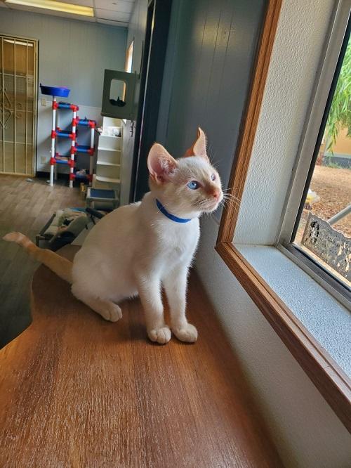 Kitten 23372 (Roger) Kitten 23372 (Roger)