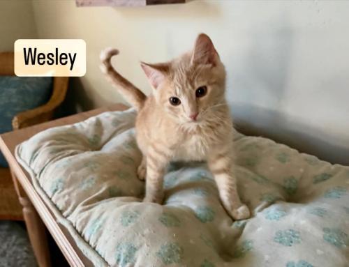 Wesley