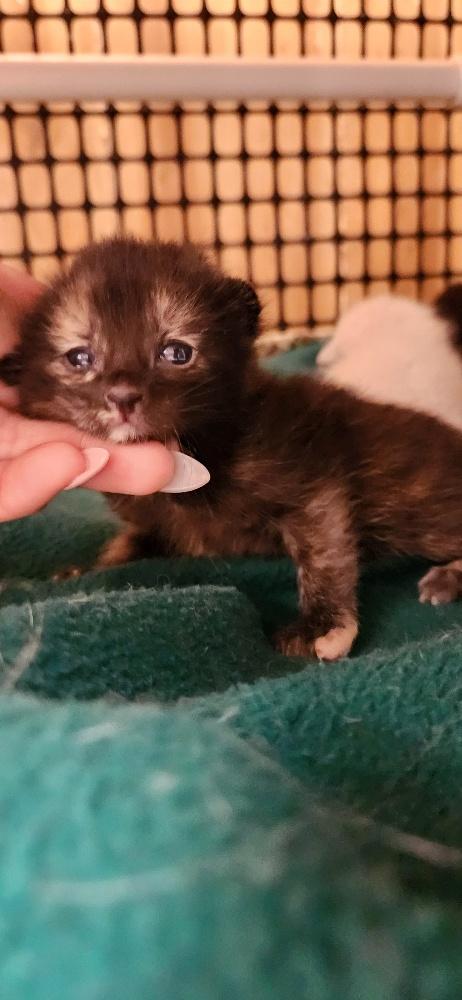 Click for full size picture - Kitten 27772 (Vally)