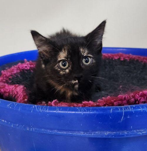 Click for full size picture - Kitten 27772 (Vally)