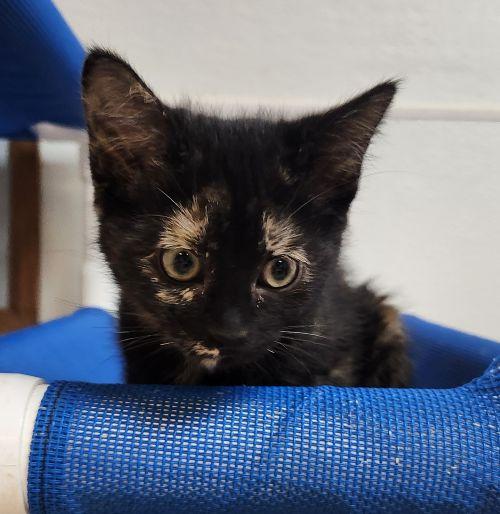 Click for full size picture - Kitten 27772 (Vally)