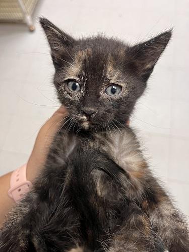 Click for full size picture - Kitten 27772 (Vally)