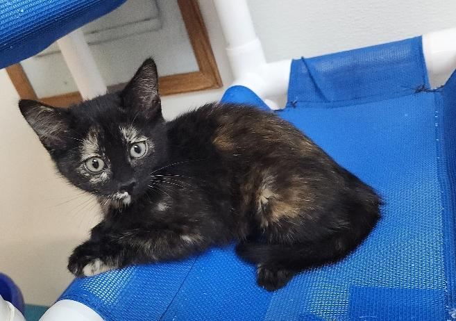 Click for full size picture - Kitten 27772 (Vally)