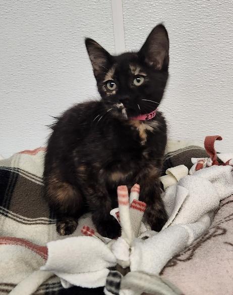 Click for full size picture - Kitten 27772 (Valley)