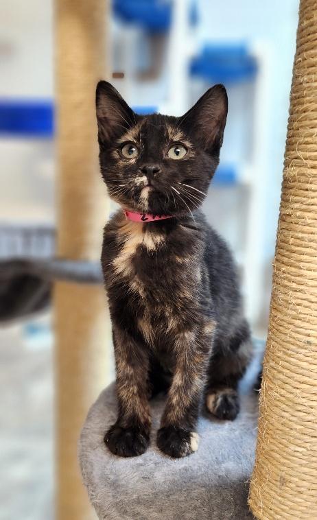 Click for full size picture - Kitten 27772 (Valley)