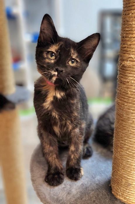 Kitten 27772 (Valley)