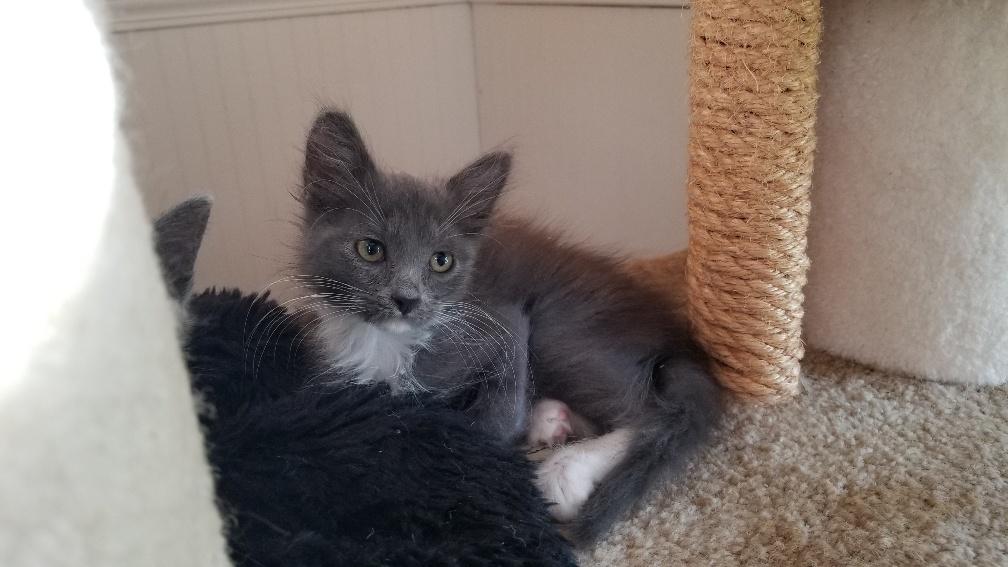 Kitten 19073 Kitten 19073