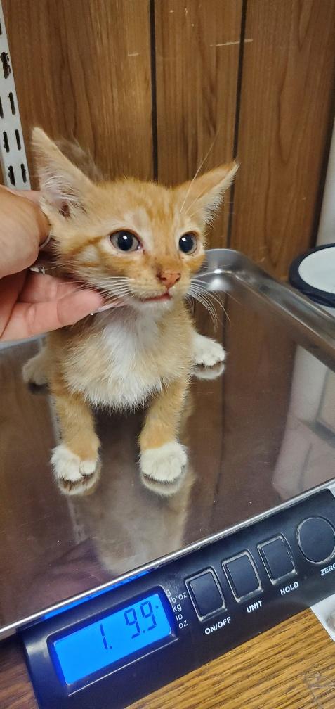 Click for full size picture - Cat 25873 (Hunk)