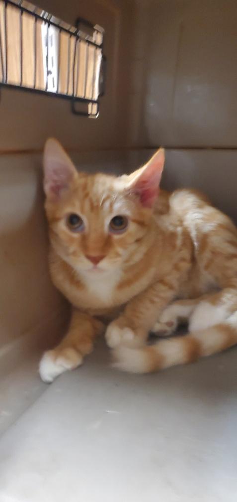 Click for full size picture - Cat 25873 (Hunk)