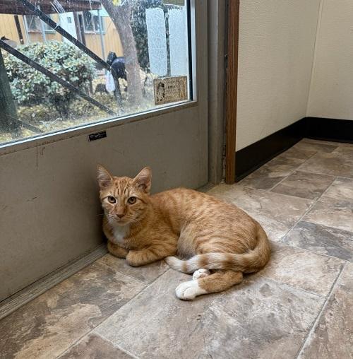 Click for full size picture - Cat 25873 (Hunk)