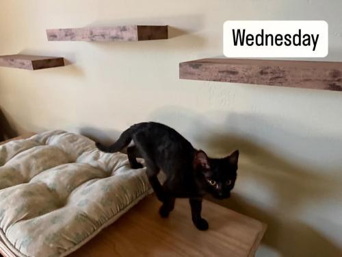 Wednesday