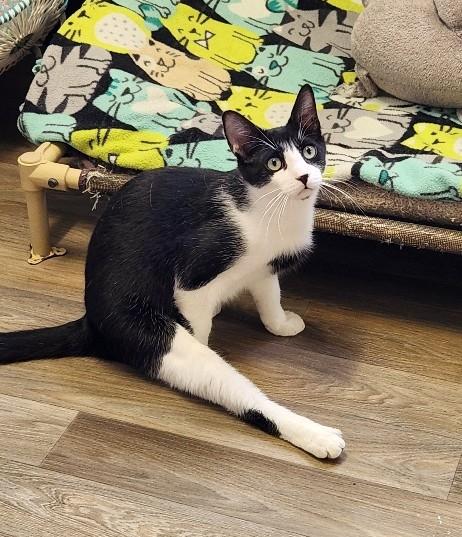 Click for full size picture - Cat 27573 (Taco)
