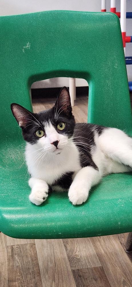 Cat 27573 (Taco)