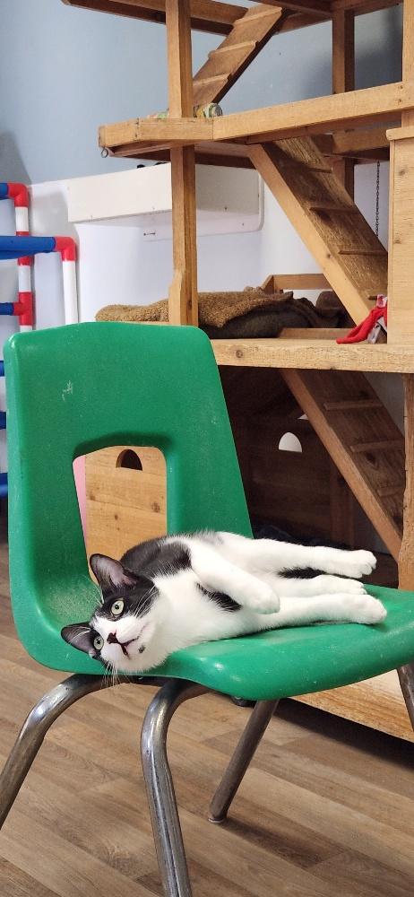 Click for full size picture - Cat 27573 (Taco)