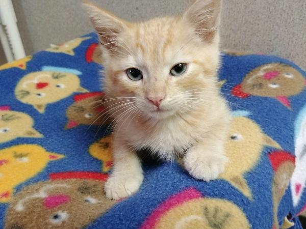Kitten 17374 Kitten 17374