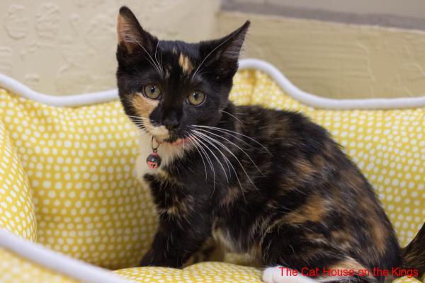 Pretty lily deals cat box
