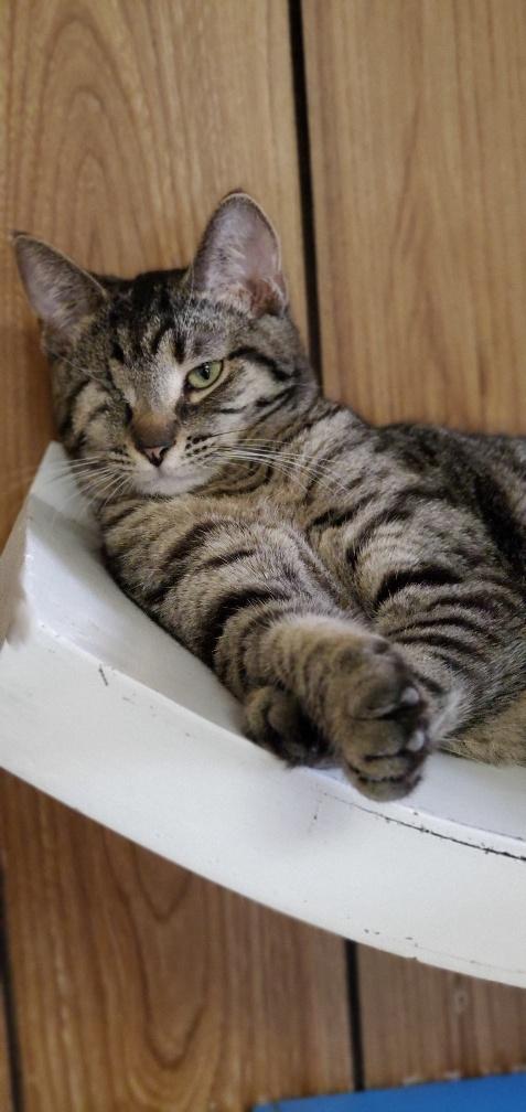 Cat 18874 (Bunny) Cat 18874 (Bunny)