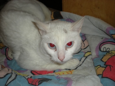 Mom Cat 3275