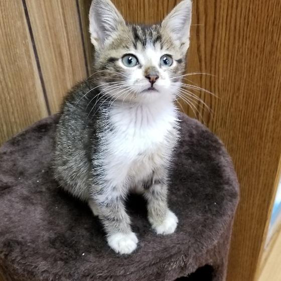 Kitten 16875 (Kevin) Kitten 16875 (Kevin)