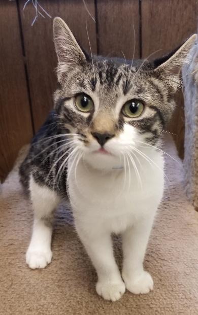 Kitten 17475 (Drooly) Kitten 17475 (Drooly)