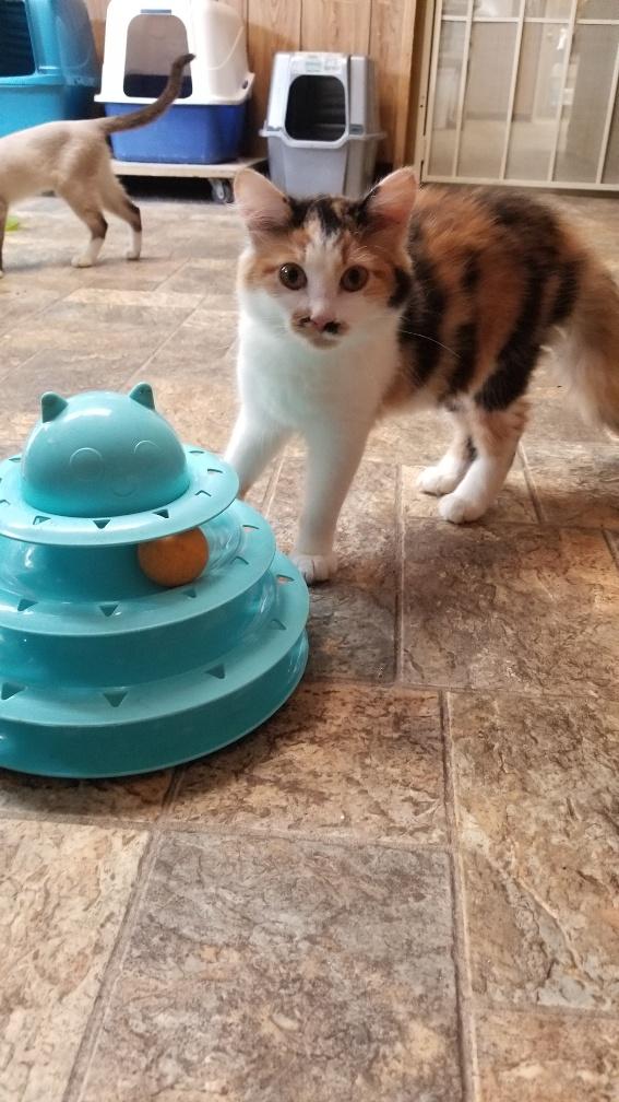 Kitten 18375 Kitten 18375