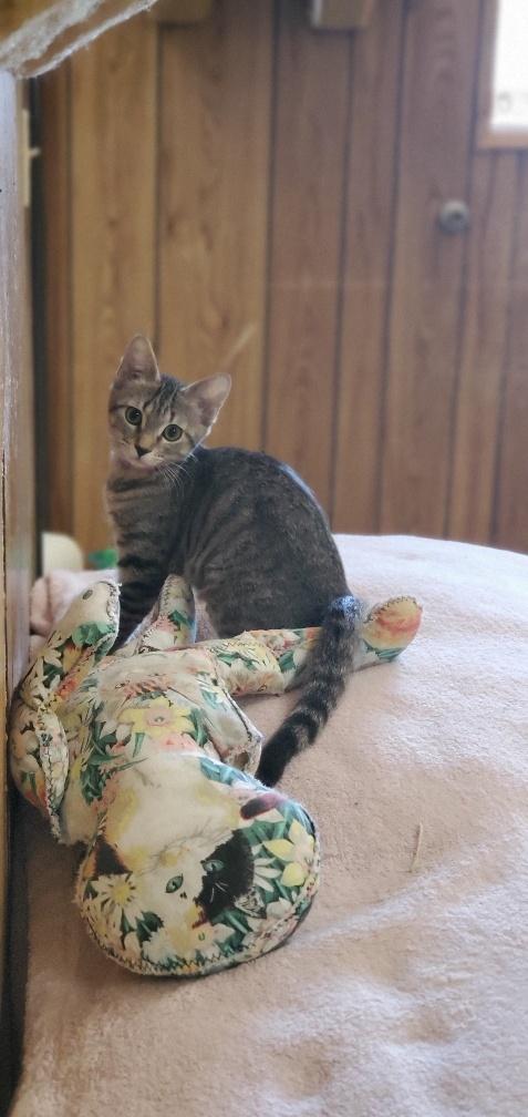 Kitten 19975 Kitten 19975