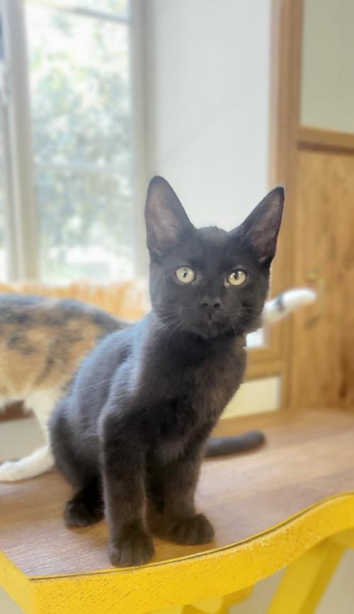 Kitten 24675 (Pistachio) Kitten 24675 (Pistachio)