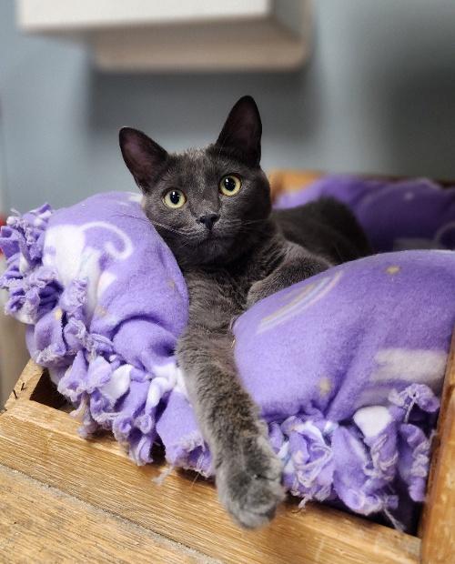 Cat 26575 (Gigi) Cat 26575 (Gigi)