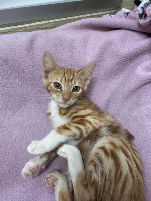 Mateo