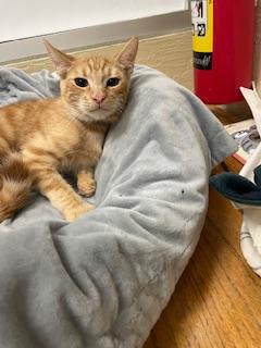Mateo