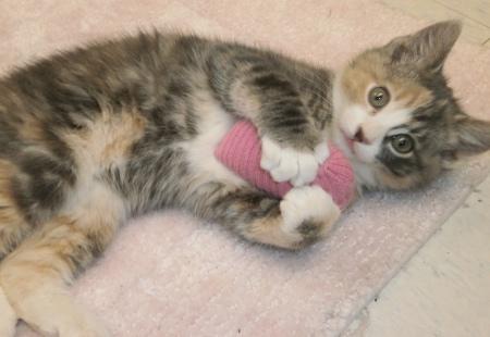Kitten 11676