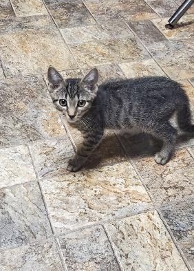 Kitten 19976 Kitten 19976