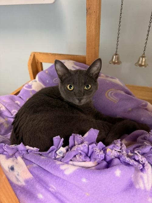 Cat 26576 (Mimi) Cat 26576 (Mimi)
