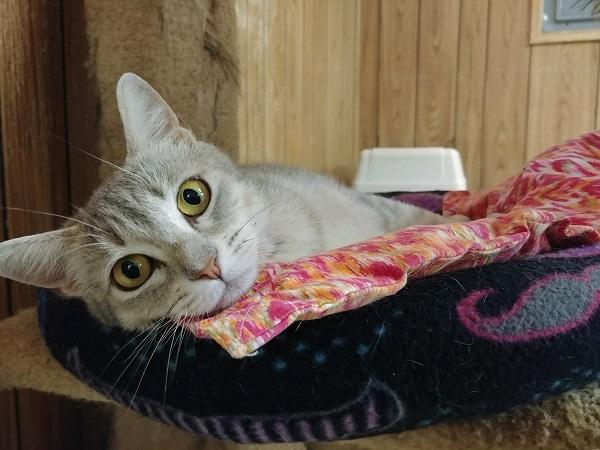 Cat 16877 (Elle) Cat 16877 (Elle)