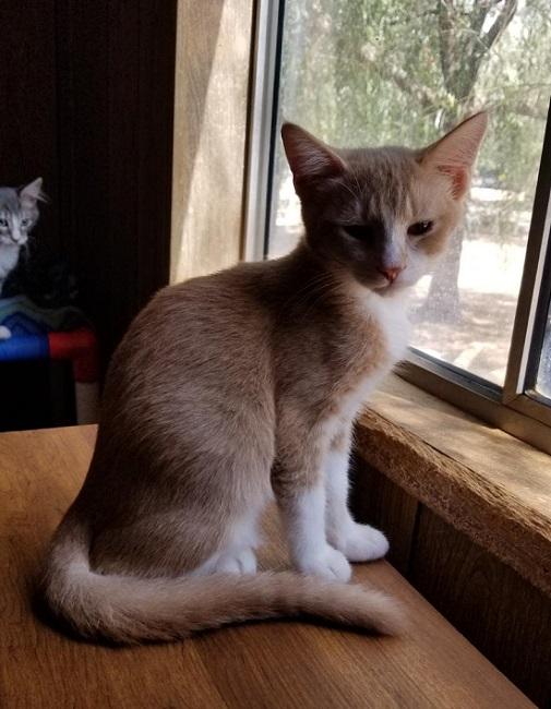 Kitten 17377 Kitten 17377