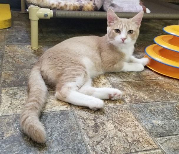 Buff and sales white cat