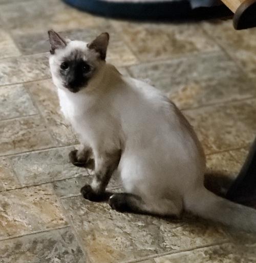 Cat 22377 (Stella) Cat 22377 (Stella)