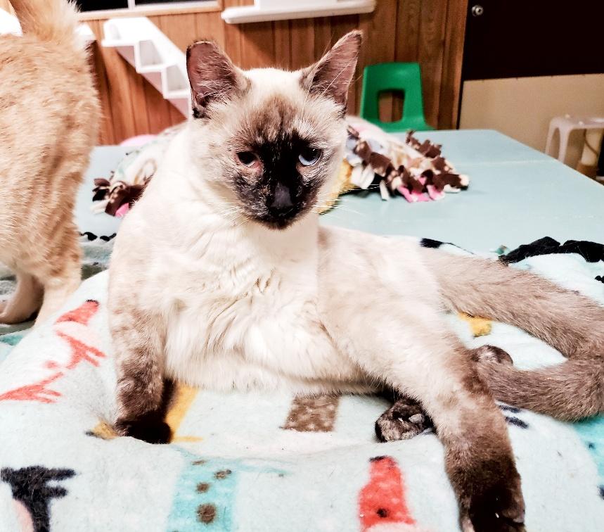 Cat 22377 (Stella) Cat 22377 (Stella)