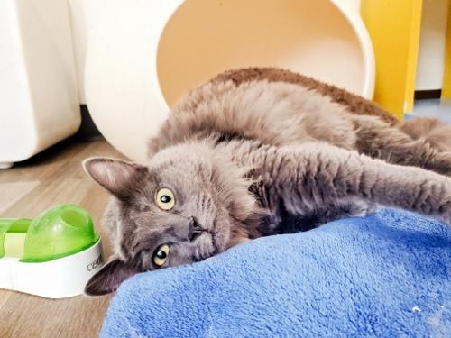 Cat 23077 (Ramona) Cat 23077 (Ramona)
