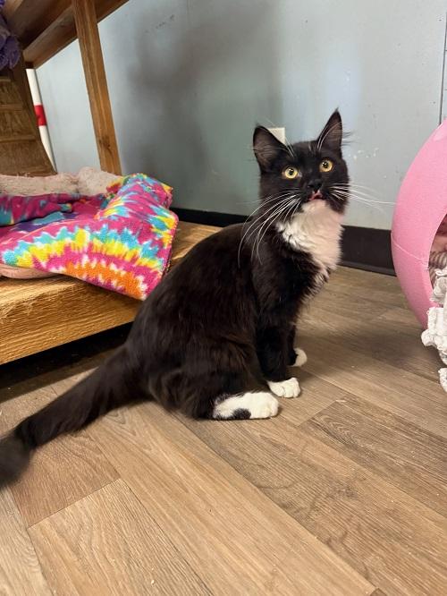 Cat 26577 (Bear) Cat 26577 (Bear)