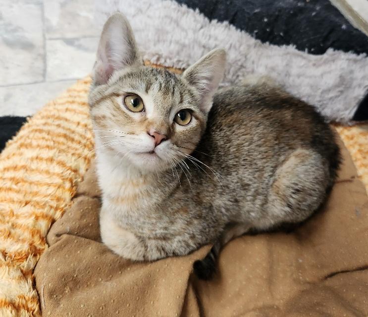 Kitten 26877 (Lilo) Kitten 26877 (Lilo)