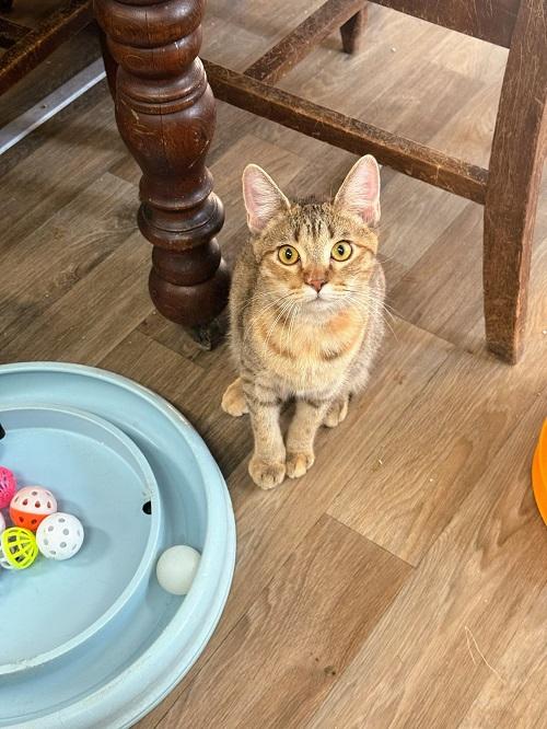 Kitten 26877 (Lilo)