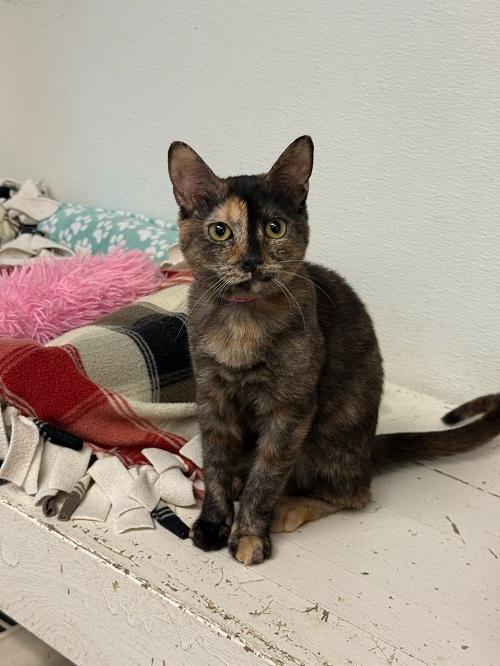 Kitten 27177 (Marbles) Kitten 27177 (Marbles)