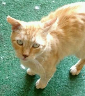 Cat 13578 (Tigger) Cat 13578 (Tigger)