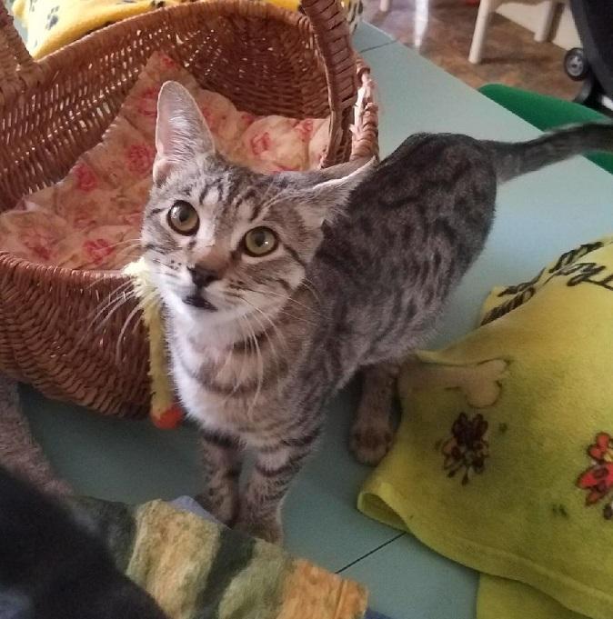 Cat 15878 (Ren)