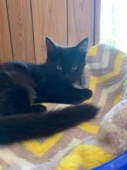 Kitten 18278 (Phoenix) Kitten 18278 (Phoenix)