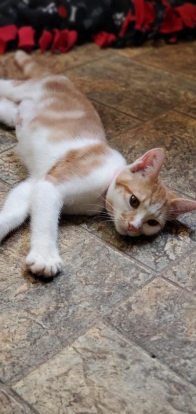 Kitten 20078 Kitten 20078