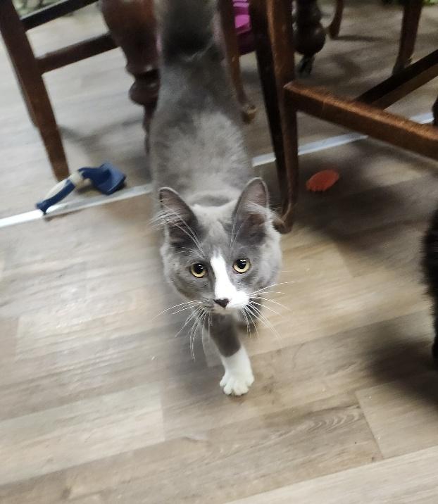 Cat 26578 (William) Cat 26578 (William)