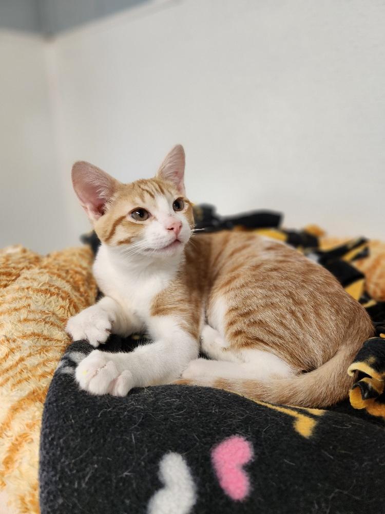 Kitten 26878 (Buster) Kitten 26878 (Buster)