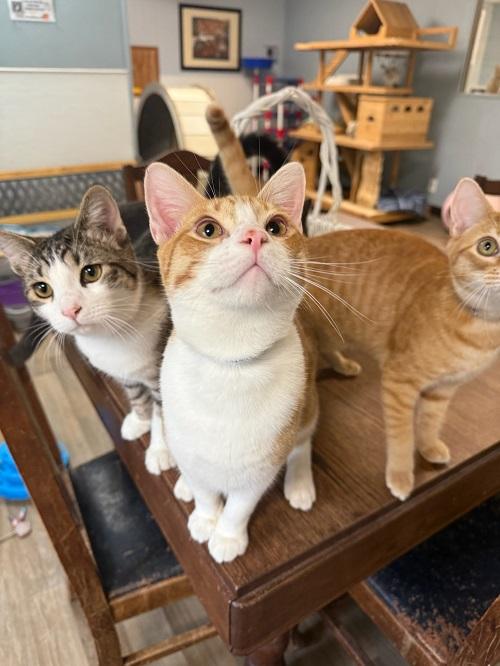 Cat 26878 (Buster)